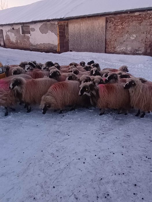 Oi gestante tinere și selectate