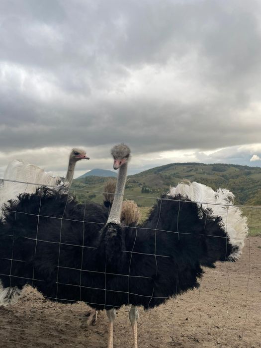 Struți in vârstă de 2 ani