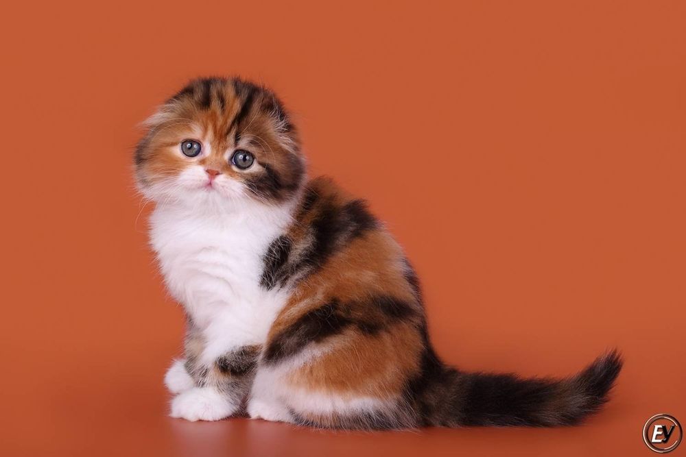 Skotish fold mushukchalari