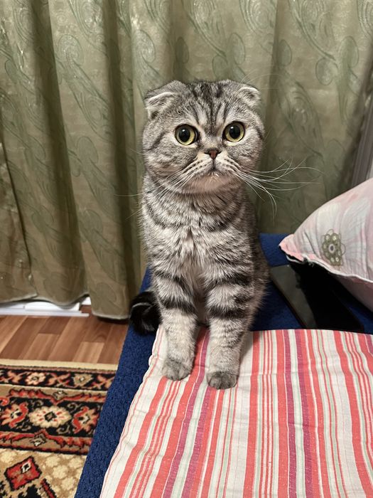 Шотладская вислоуха