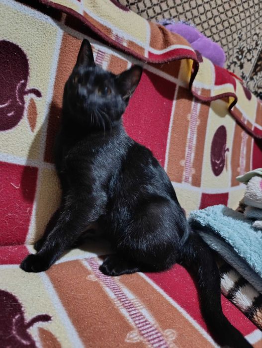 Отдаём в хорошие руки котёнка!