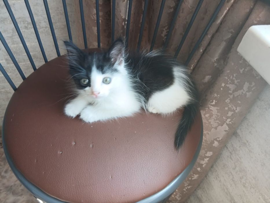 Отдам котенка мальчика