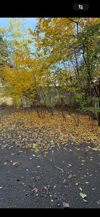 Casa de vanzare /inchiriat