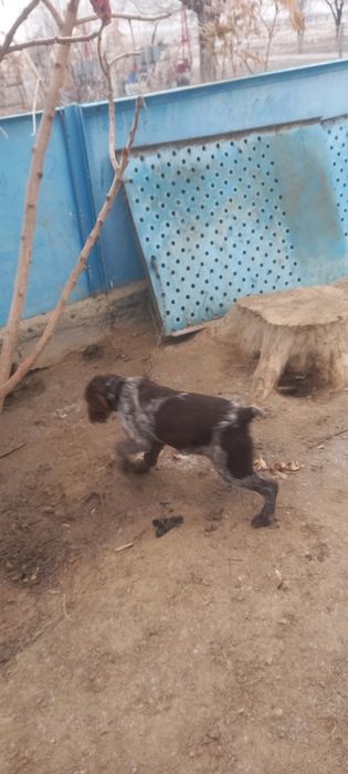 Щенок .  дратхаар