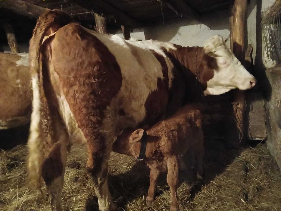 Junincă cu vițel la prima fătare