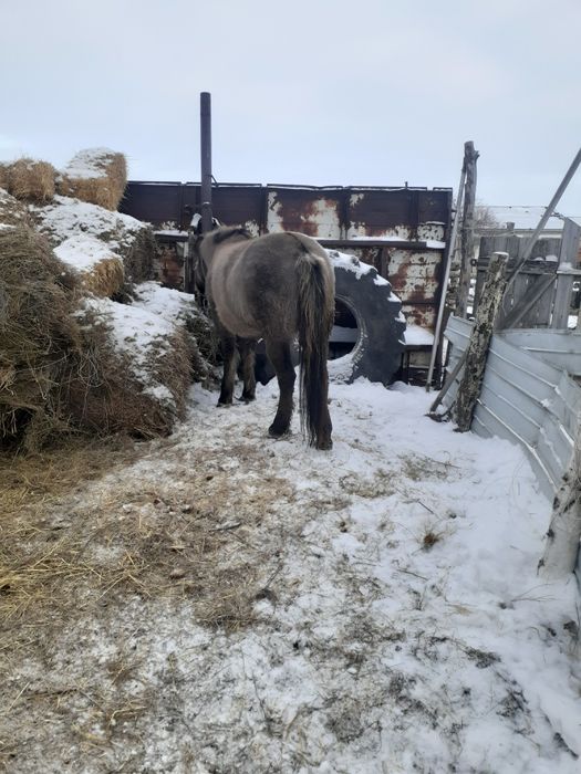 Продам бие. Стоит на откорме