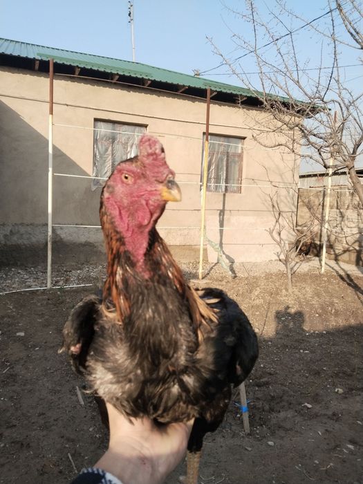 dakan horoz дакан хороз