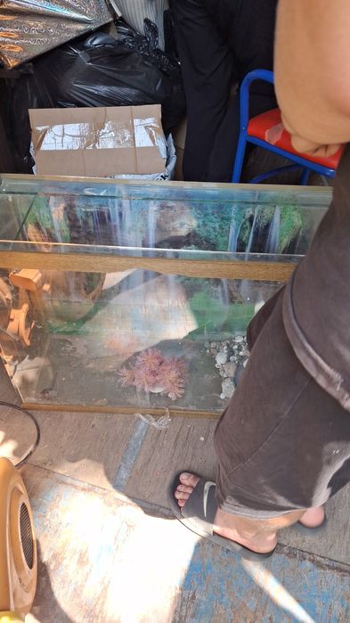 Продам аквариумис