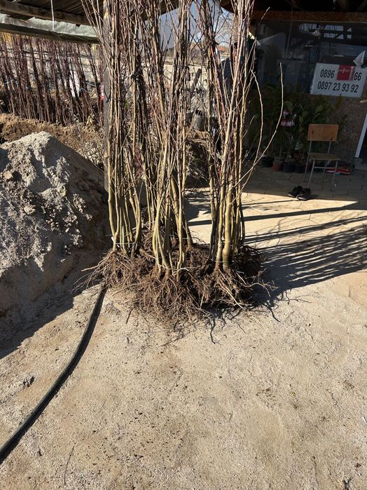 Дрян, Ядлив Кестен и орехи