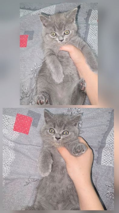 Страйт Мушукчалар сотилади