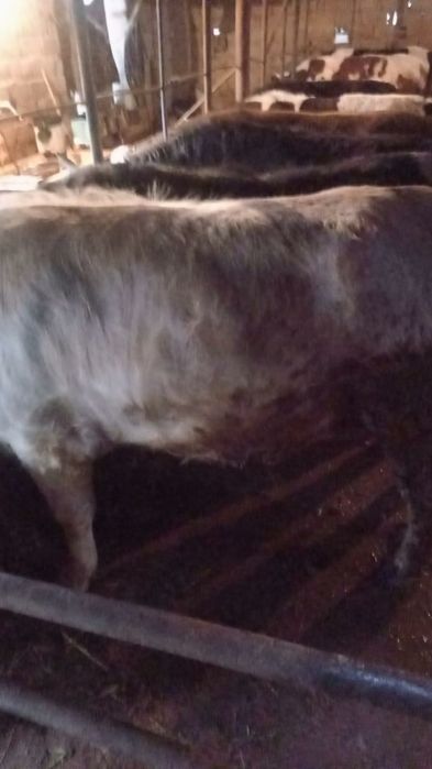 Продам бычки, буха сатылады семіз бордақы