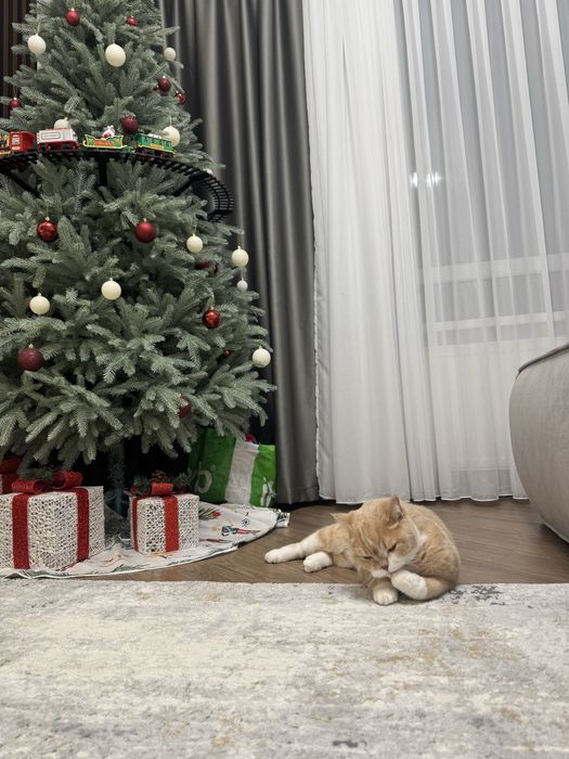 Отдаем кота в хорошие руки