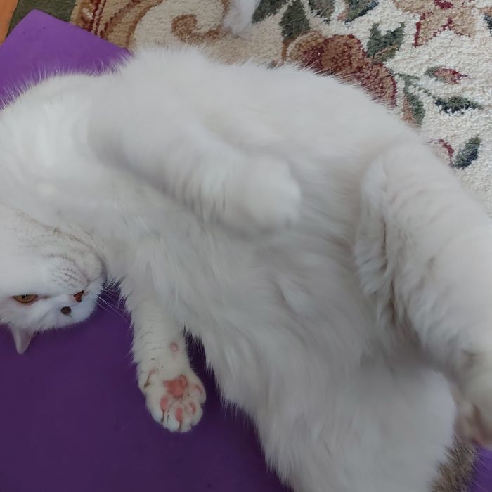 Отдам кошечку в хорошие руки