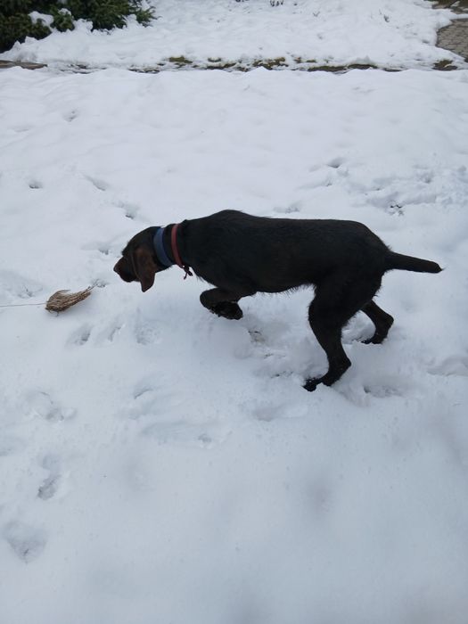 Продам кобеля дратхаара