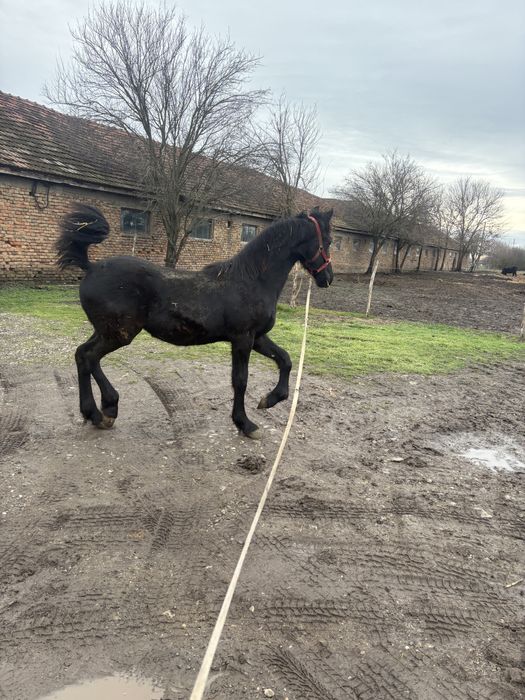 De vanzare manz friz