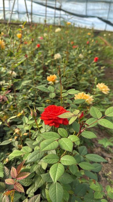 Цикламен, роза .