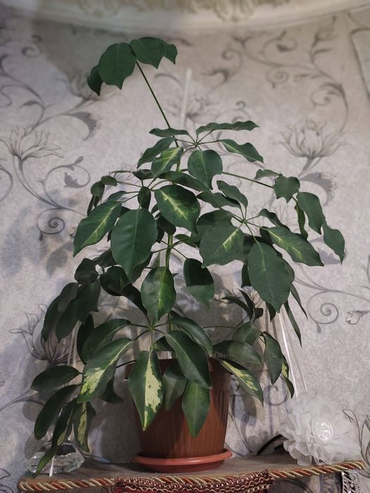 Цветы комнатные взрослые