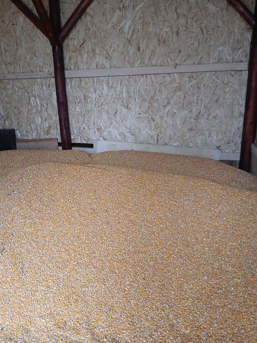 Vând Porumb producție 2025