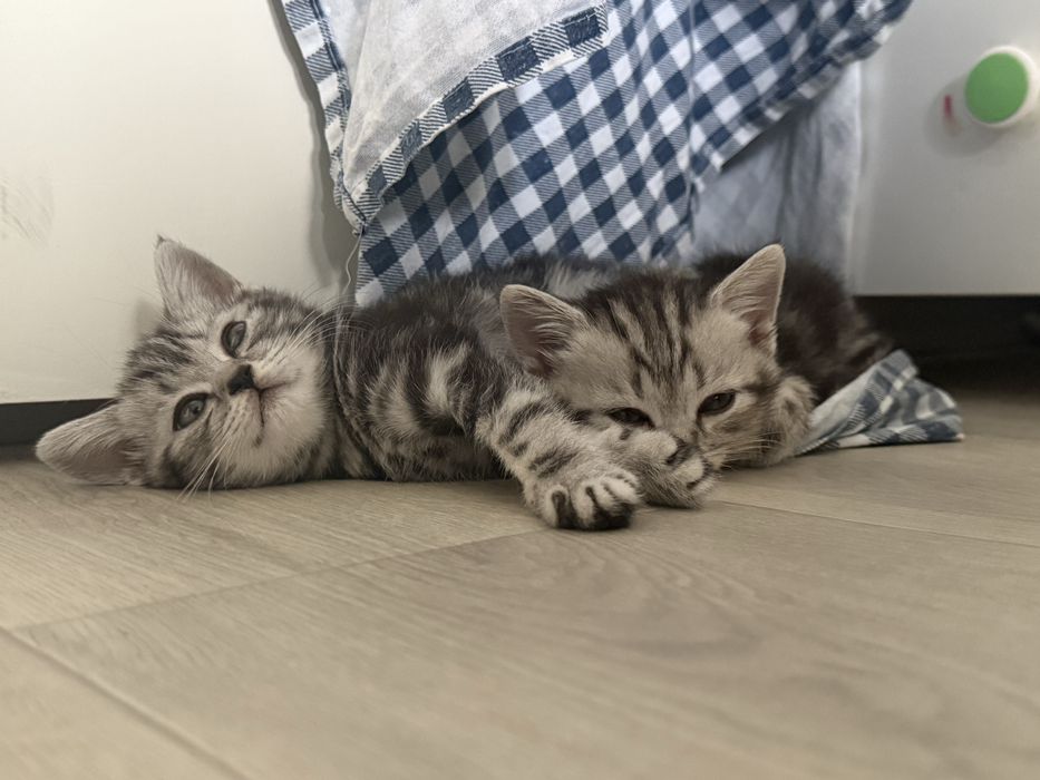 Котята Скотиш Страйт