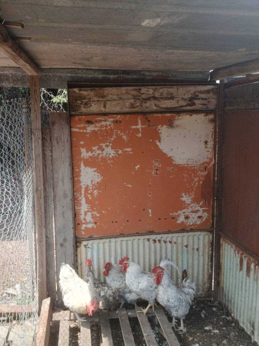 Продавам ярки кокошки и петли