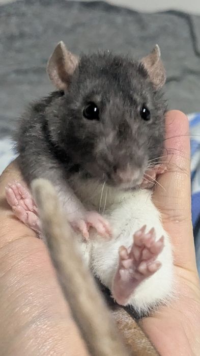 ОГРОМНАЯ КЛЕТКА и две крыски (отличный подарок на НГ)