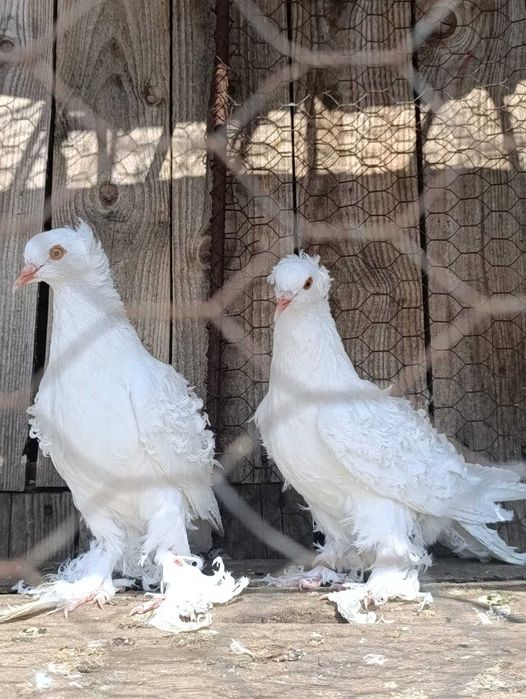 Porumbei creti francezi