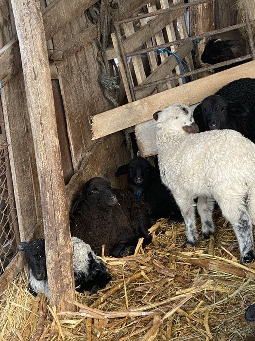 Vand. Miei. De. Doi.