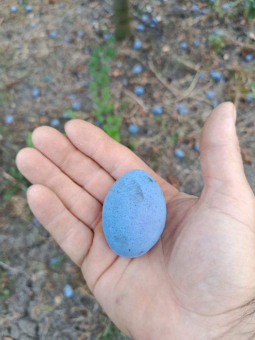 Prune de masa și tuica