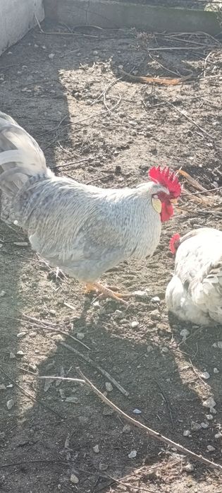 Петлета легбар опал