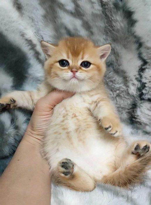 мальчик котенок британской породы NY11 золотой