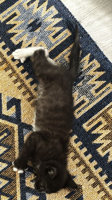 Отдаю ласкового котенка