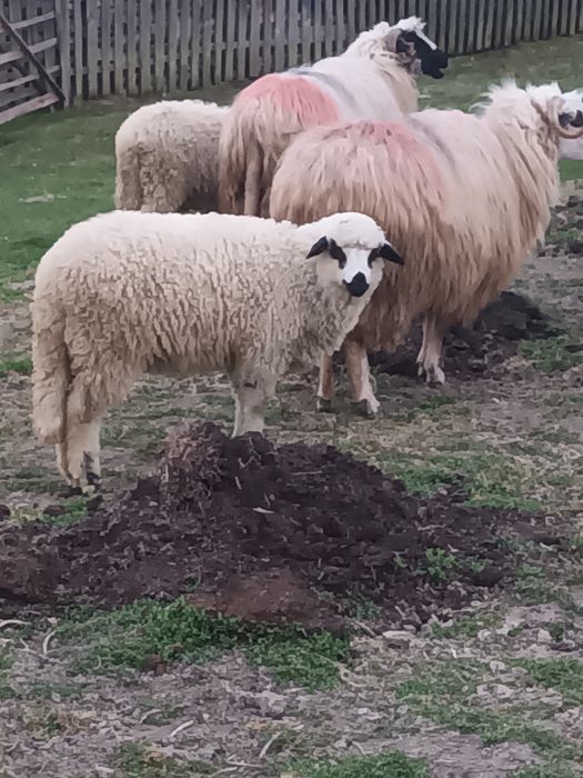 Miala frumos disponibilă