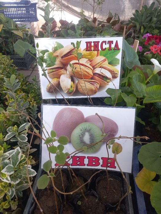 Kivi va Pista kochatlari