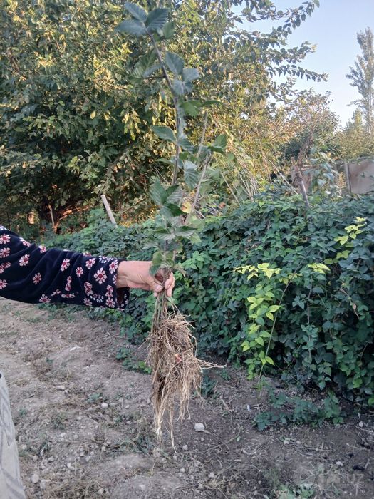 Ежевика кучатлари сотилади