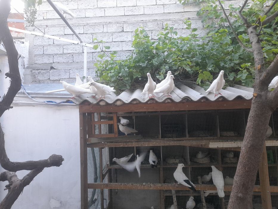 Голуби рубин    .