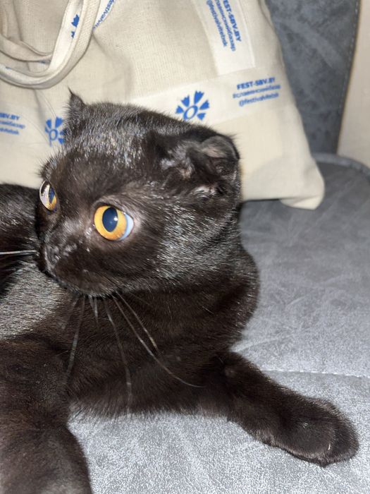 продаю кошку вислоухий