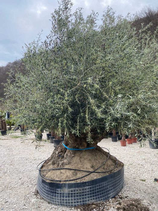 Plante Ornamentale pentru Exterior si Alei