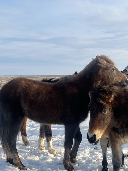 Ұрғашы Тайлар сатылады