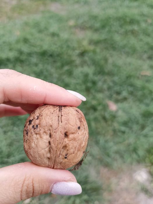 Орехи грецкие, крупные