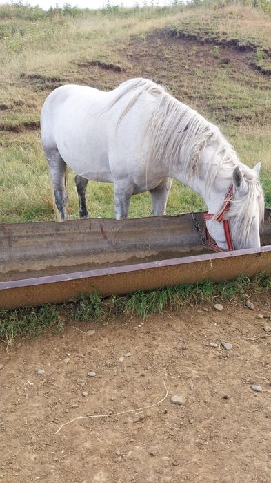 Schimba armăsar de 7 ani pe oi mai multe detalii in privat!