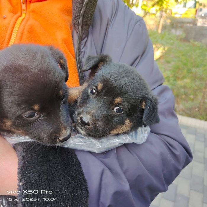 Щеночек Бесплатно