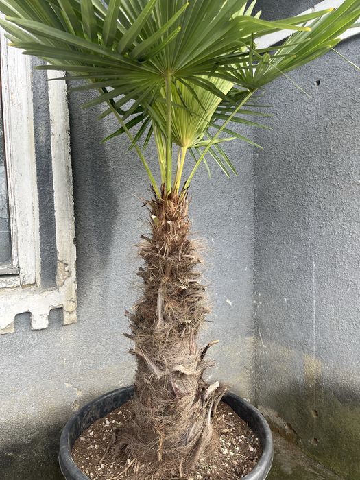 Palmieri Chamareops excelsa