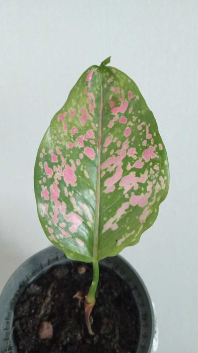 Красивые и Уютные Цветы Для Вас