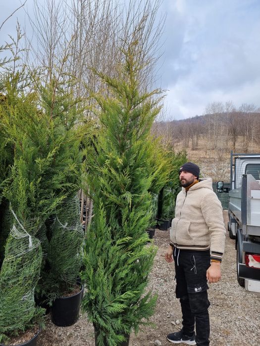 Catalpa palmier leylandi pini etc