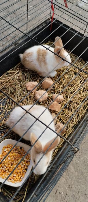 Vând pui iepuri hycole