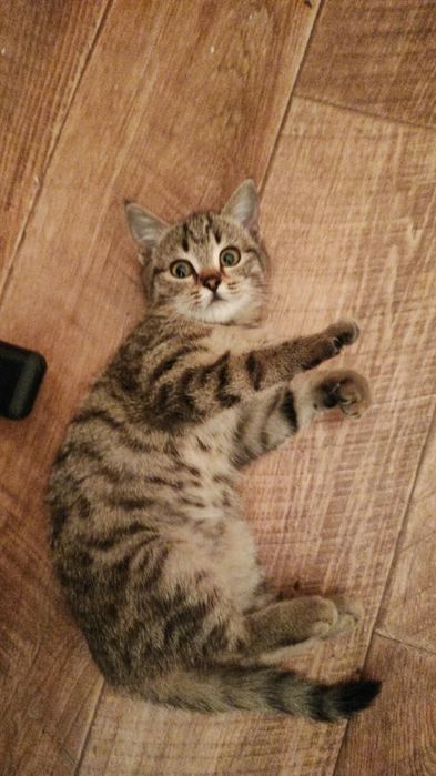 Отдам котенка в добрые руки
