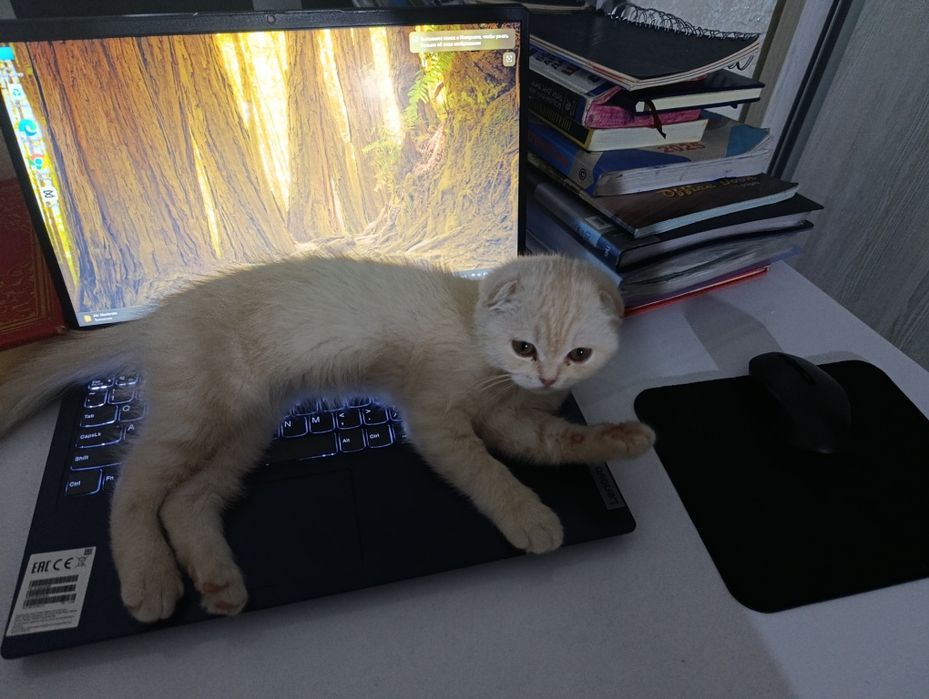 Shatlanskiy vslauxa (skotfish fold)