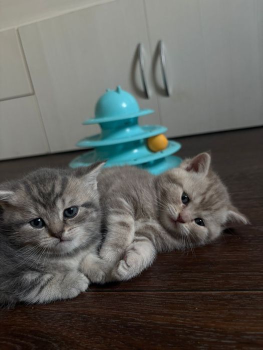 Продается котенок девочка шотландка