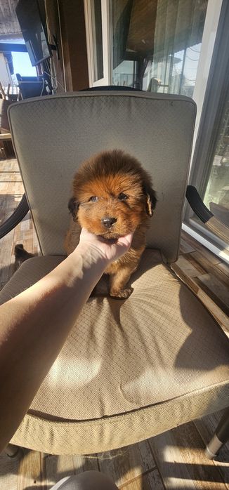 Тибетски мастиф с родословие