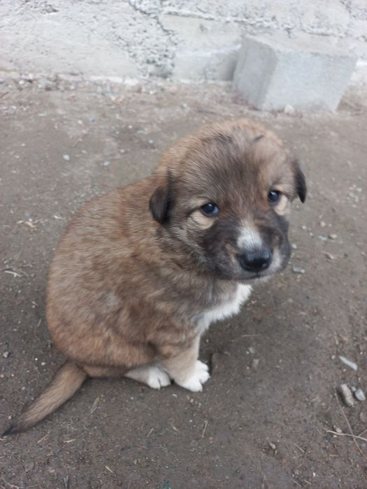 Отдадим щенят в  добрые руки